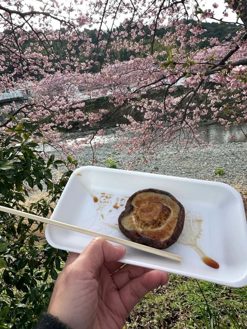 【河津町の桜周辺】マップ連動型の3D謎解きに挑戦！「時計仕掛けの桜の街～託された夢の秘密を解き明かせ～」のナゾ活写真