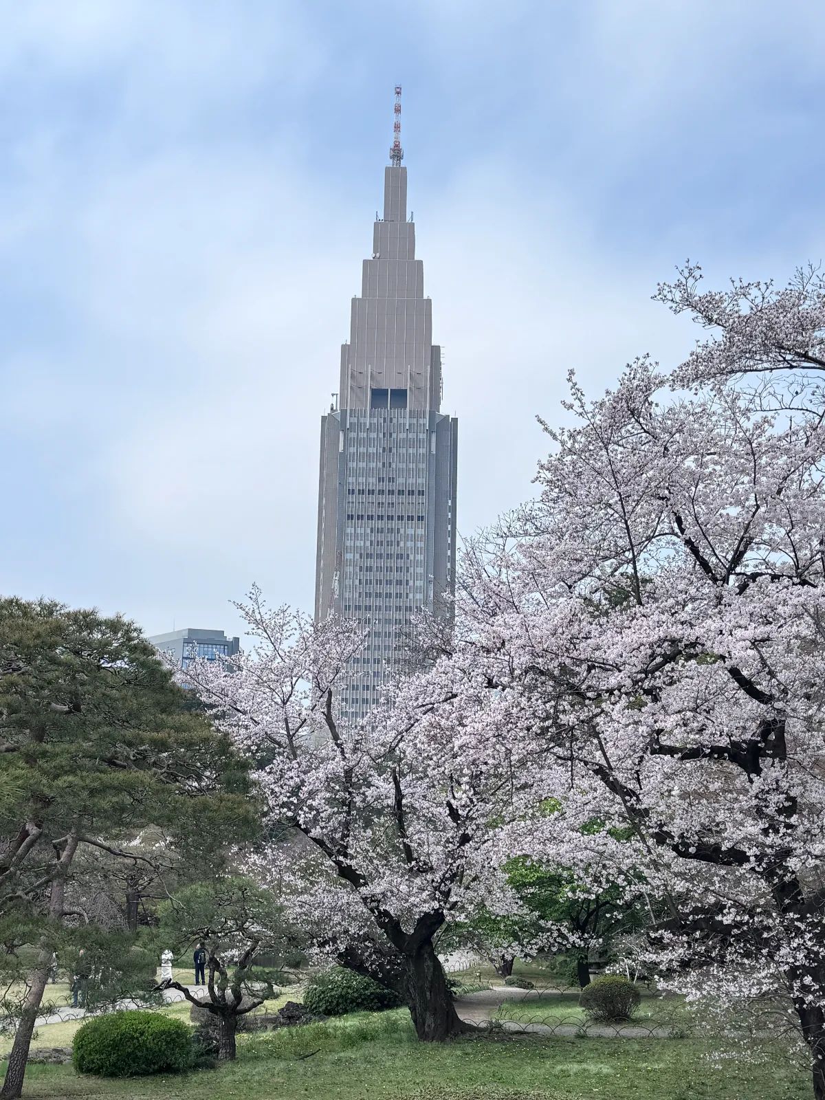 新宿御苑植物巡り（朝焼け編、夕焼け編、宵編）のナゾ活写真