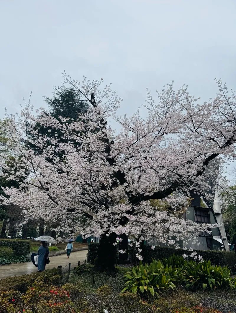 お嬢様はエスパー探偵　上野公園・アメ横編のナゾ活写真