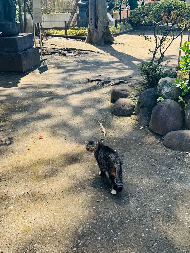 観光周遊型リアル謎解きゲーム「Catrip 上野」| SQUARE ENIXのナゾ活写真