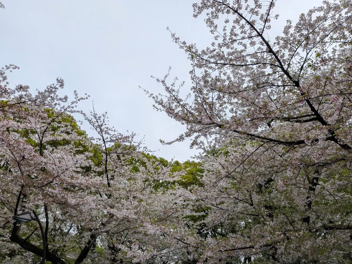上野アメ横さくら祭り「謎解き＆お花見」回遊　Powered by 「Catrip上野」のナゾ活写真