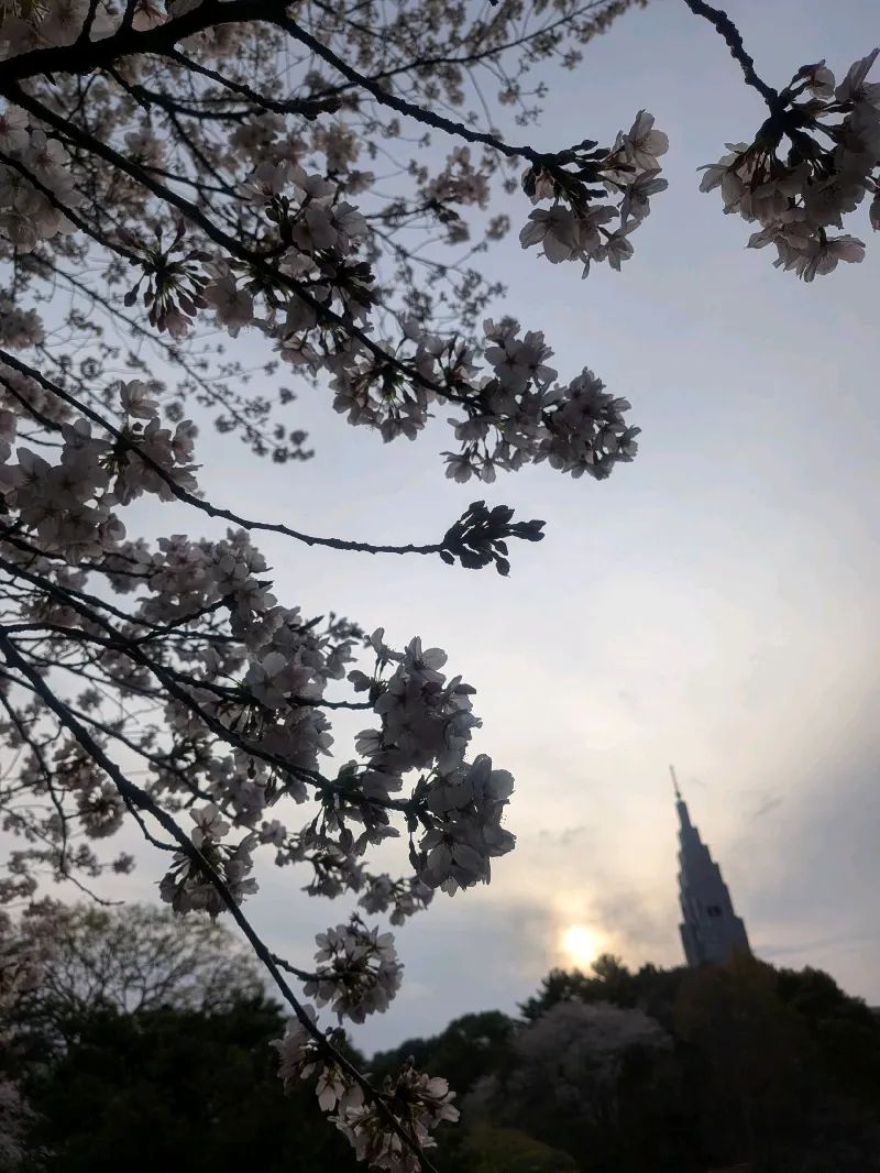 新宿御苑植物巡り（朝焼け編、夕焼け編、宵編）のナゾ活写真