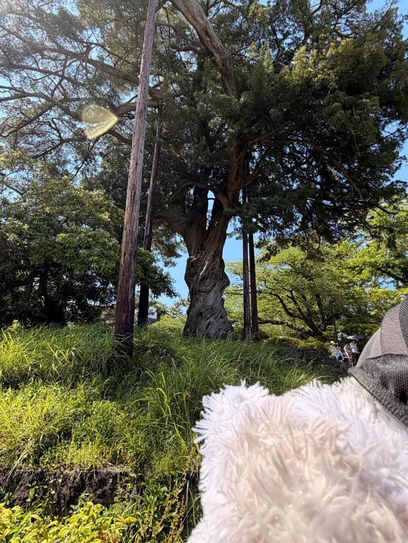 小田急謎街トレイン2026のナゾ活写真