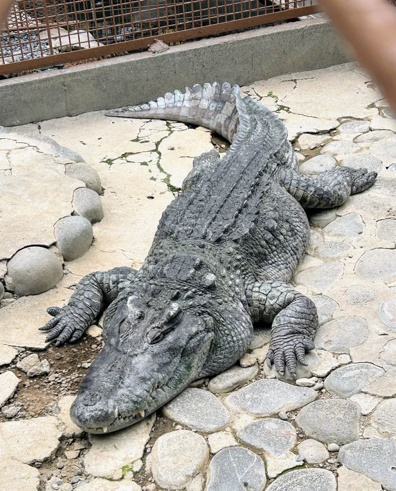 熱川ばにおとまぼろしのバナナを見つけ出せ！のナゾ活写真