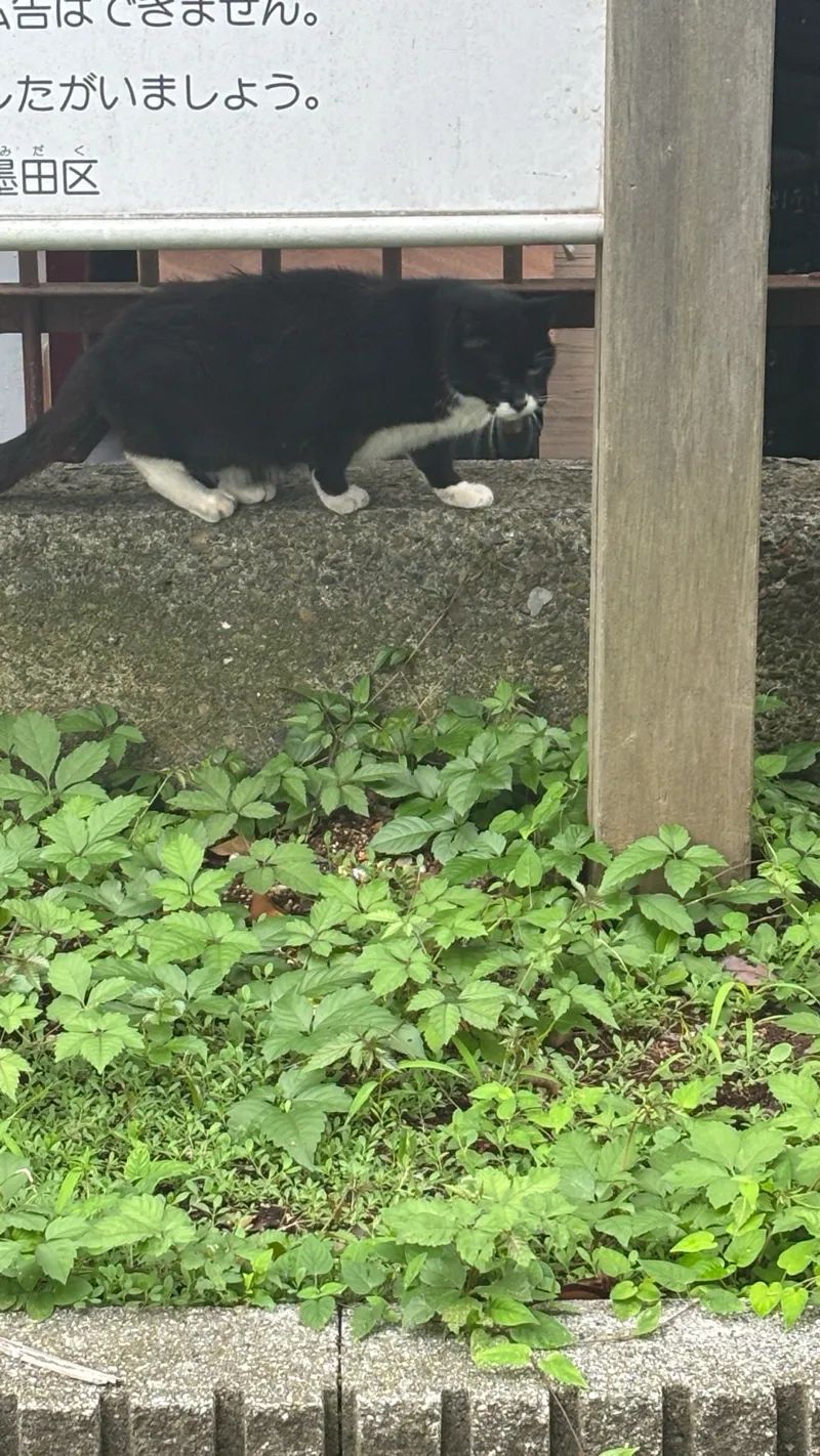 パラノマサイト Alt FILE23 本所にゃにゃ不思議 powered by Catripすみだのナゾ活写真