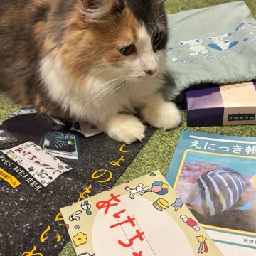 てんさんのナゾ活写真 1