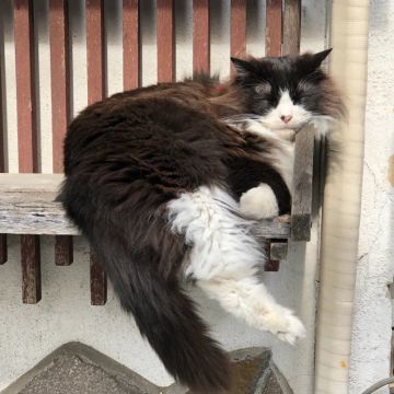 シープさんのナゾ活写真 3