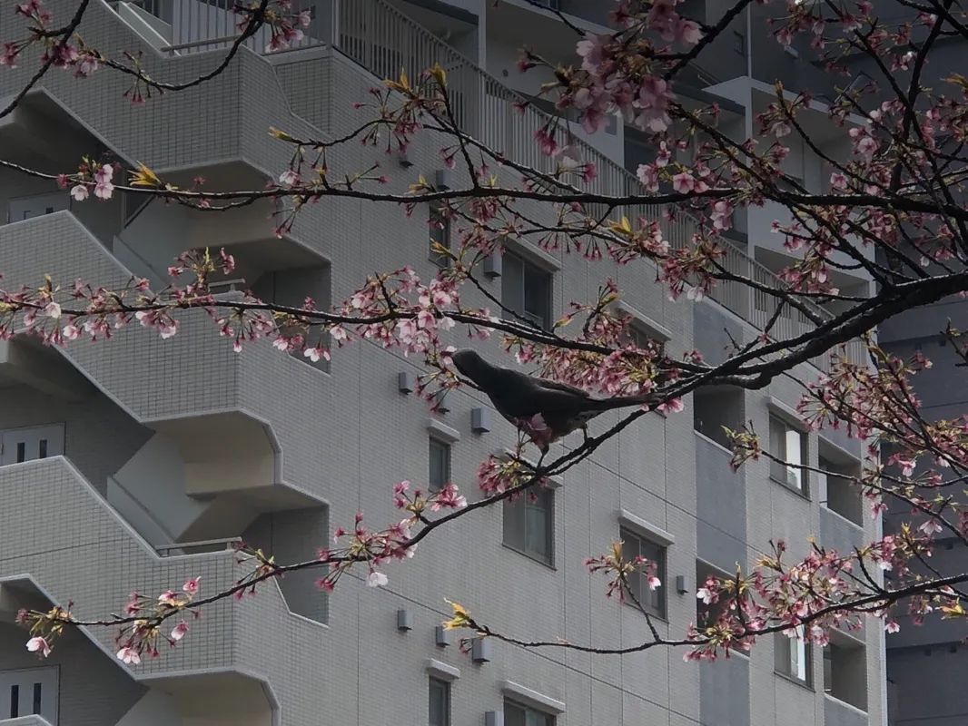 謎めくカワグチ探偵局のナゾ活写真